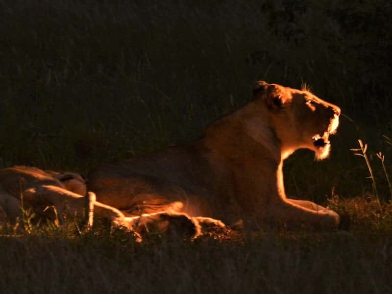 Lion by spotlight