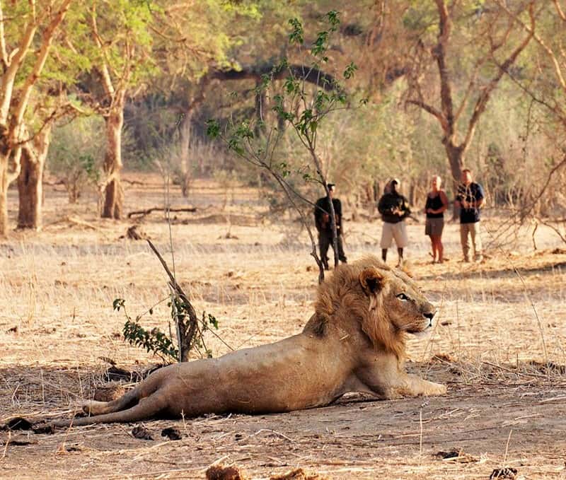 Encountering lion on walking safari