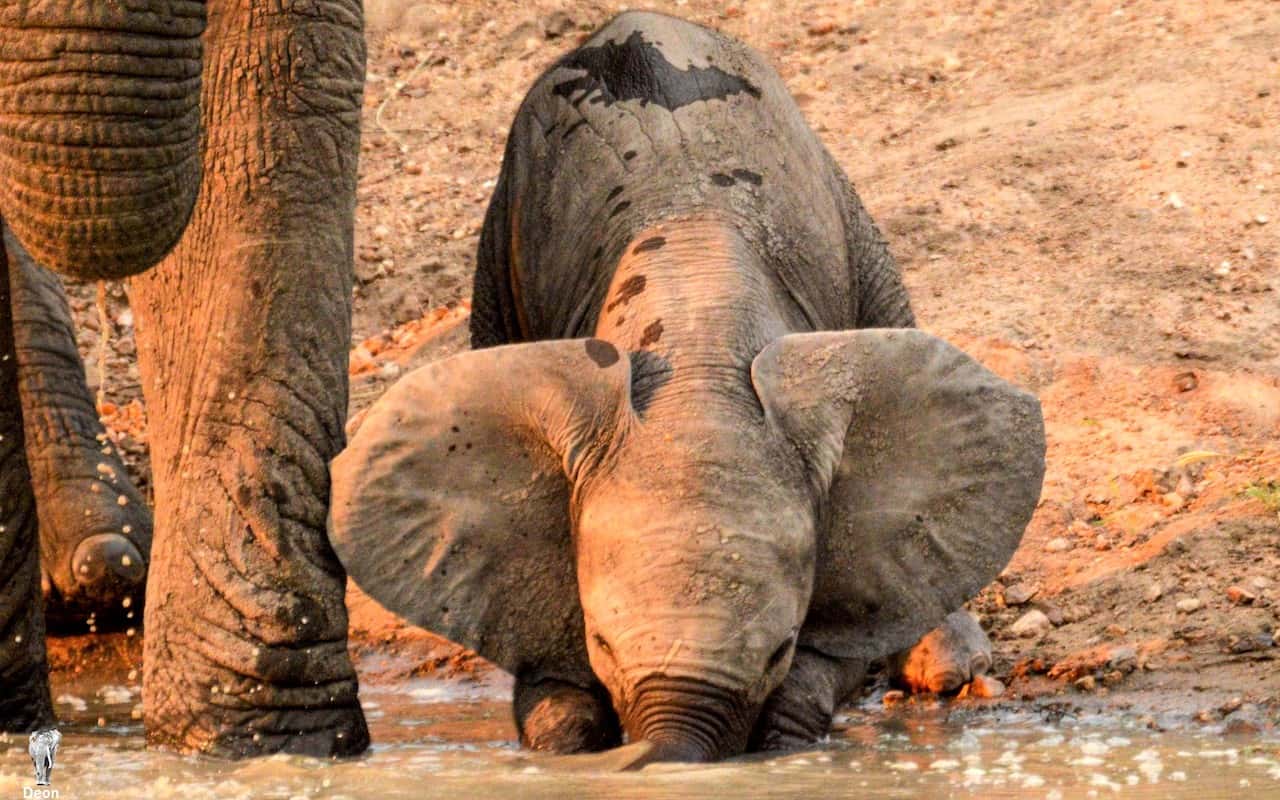 Baby elephant drinking