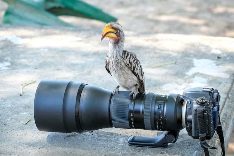 Bird on camera