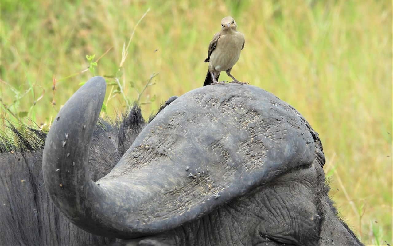Oxpecker sitting on buffalo horn