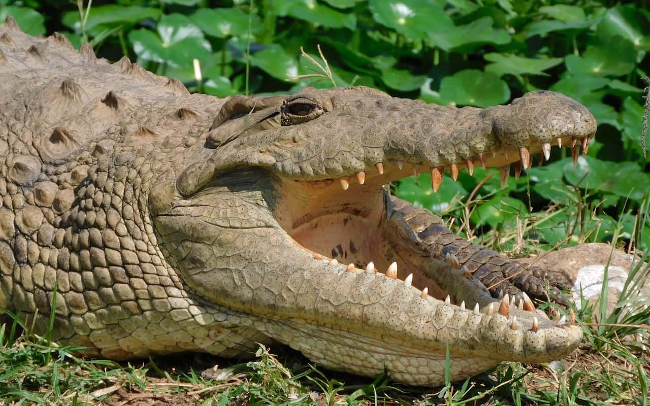 Crocodile with jaws agape