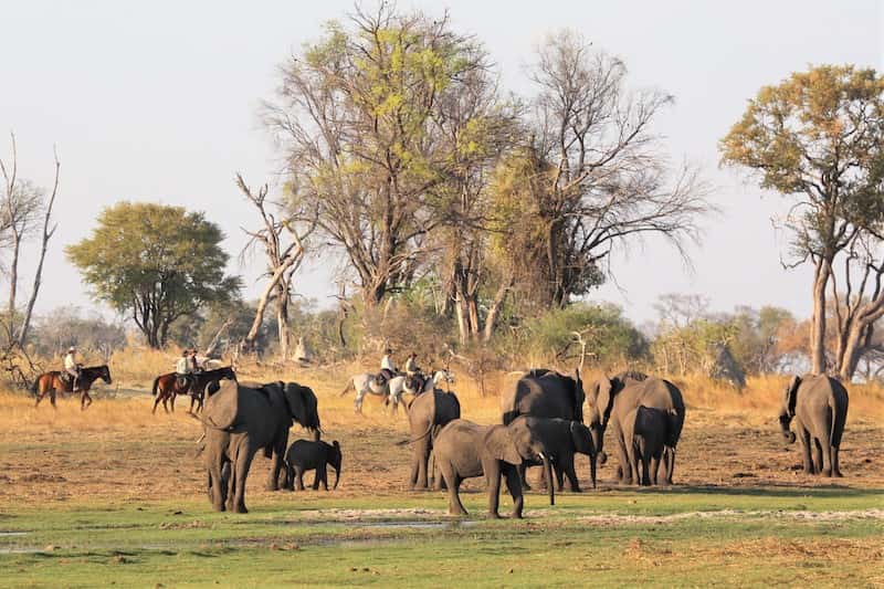 Elephant herd in delta horse safari