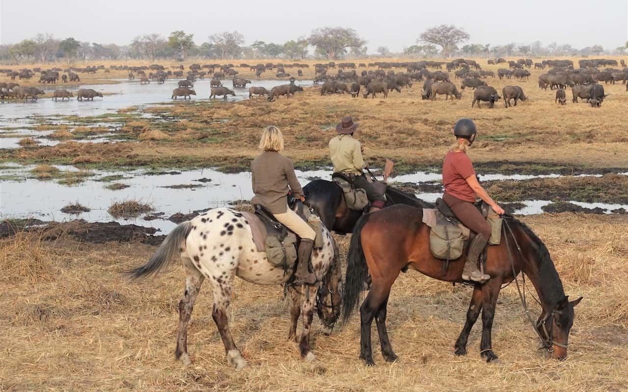 Watching buffalo herd on horseback safari