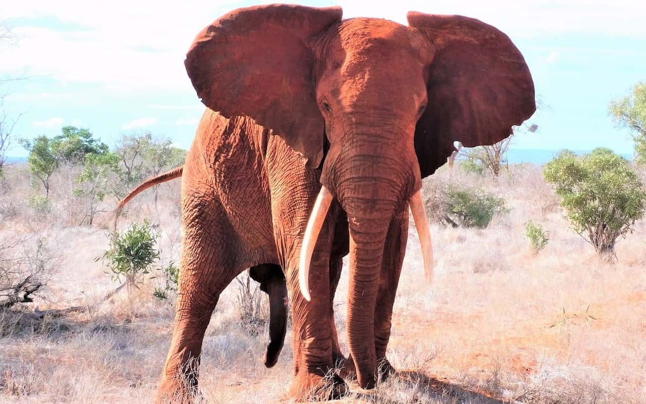 Elephant, Amboseli