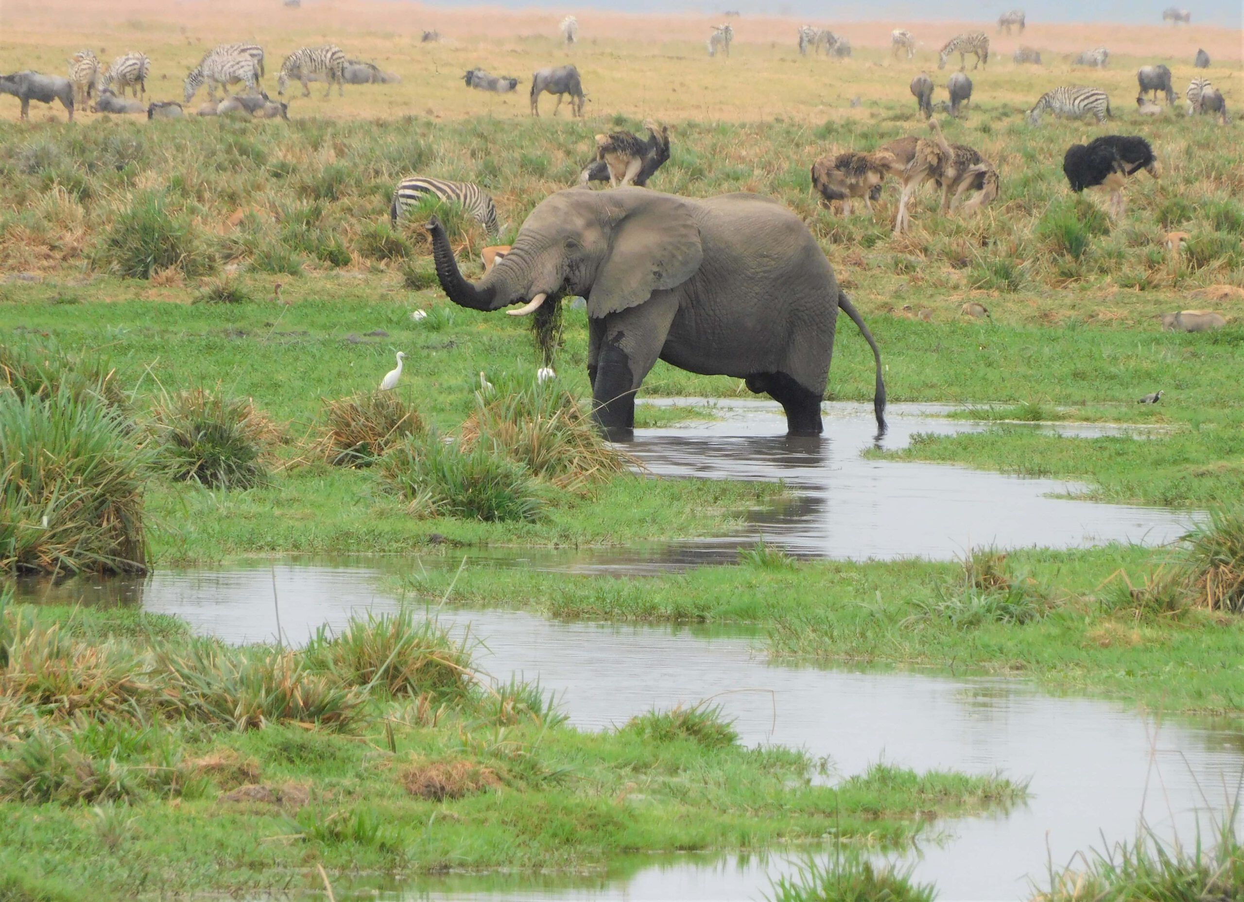 Elephant drinking from waterhole