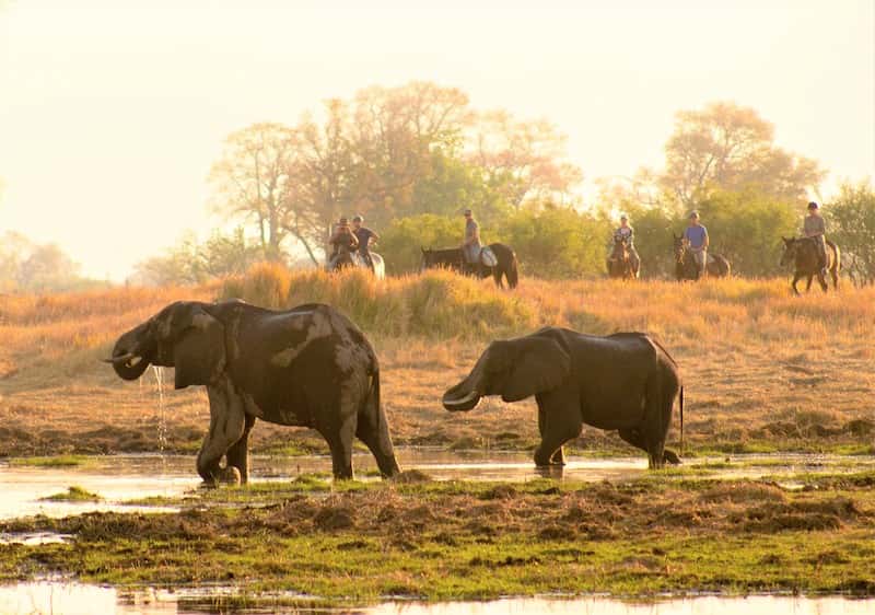 Elephants drinking in the delta