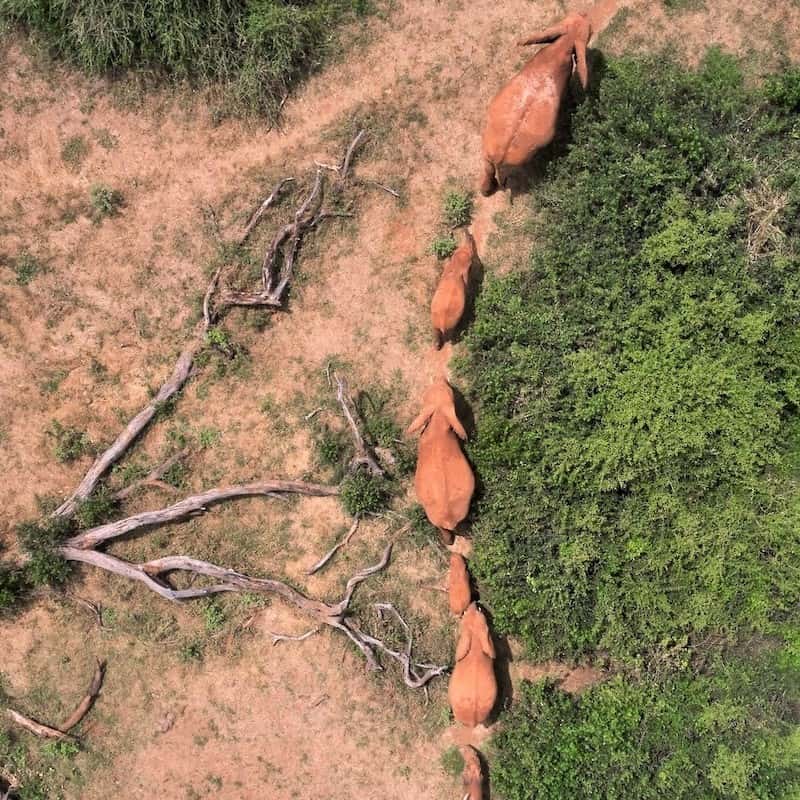 Elephants walking in line spotted from a plane above