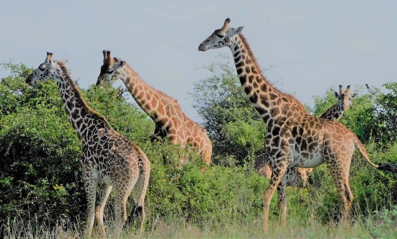 Tower of giraffes