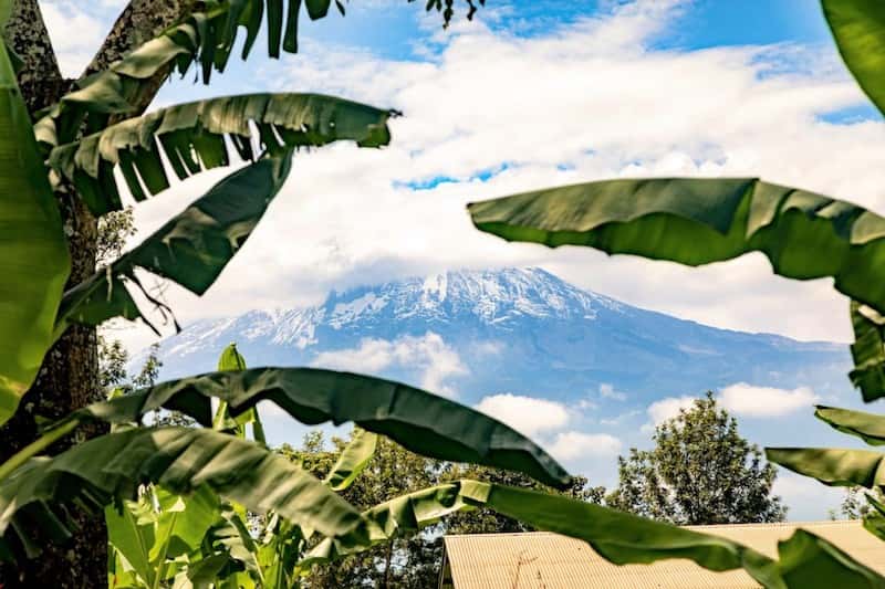 Kilimanjaro through the palms