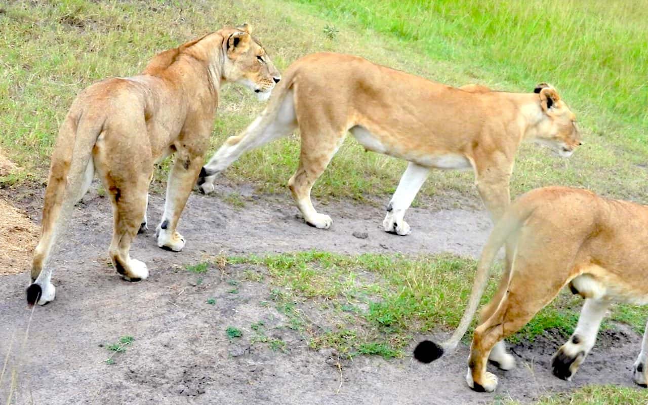 Lionesses walking