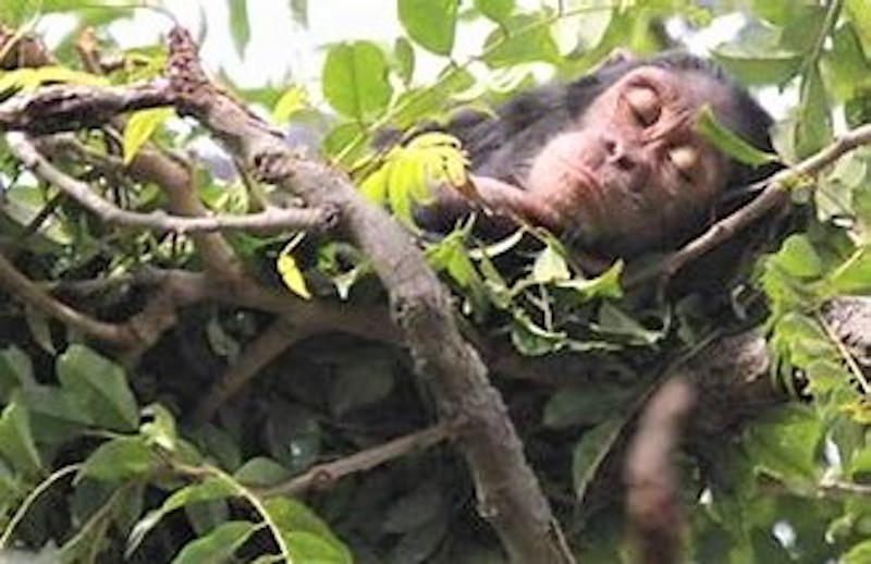 Nesting chimp