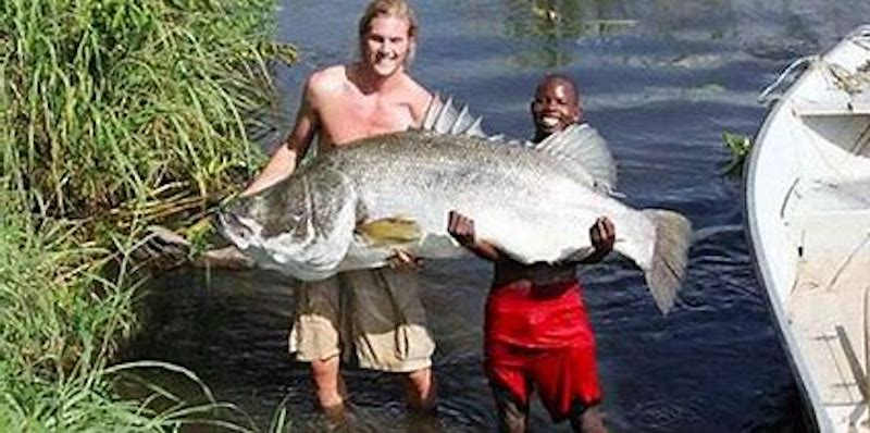 Nile perch caught by fisherman