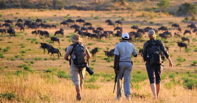 Walking safari to wildebeest migration