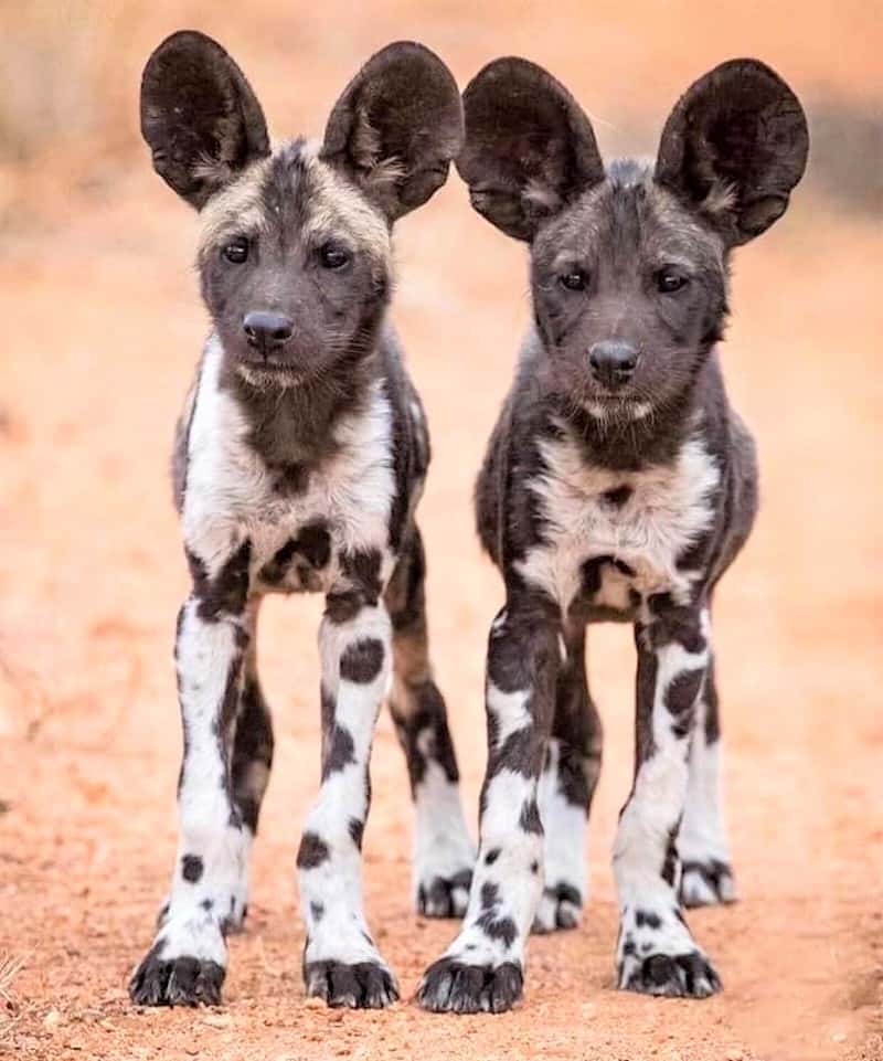Wild dog twins