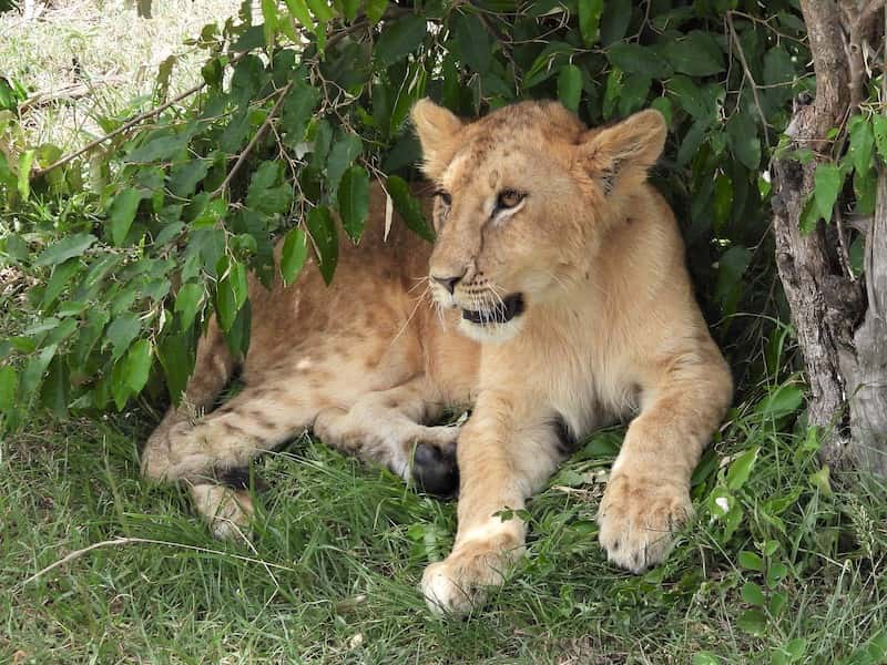 Young lion in the shade