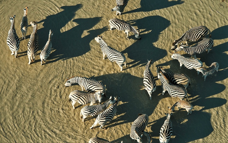 Zebra from helicopter
