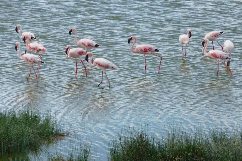 Flock of flamingo
