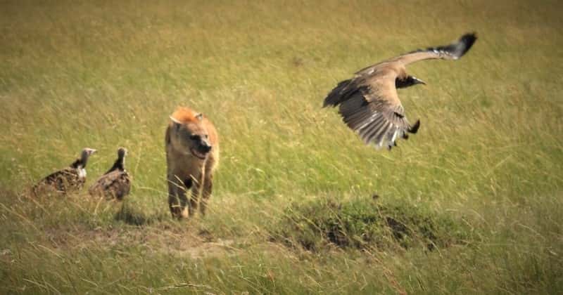 Hyena scaring off vultures