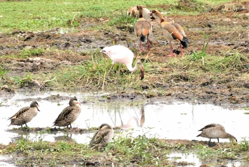 Birding in Pafuri