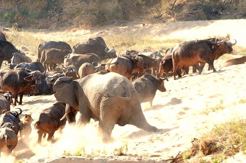 Elephant fighting buffalo herd