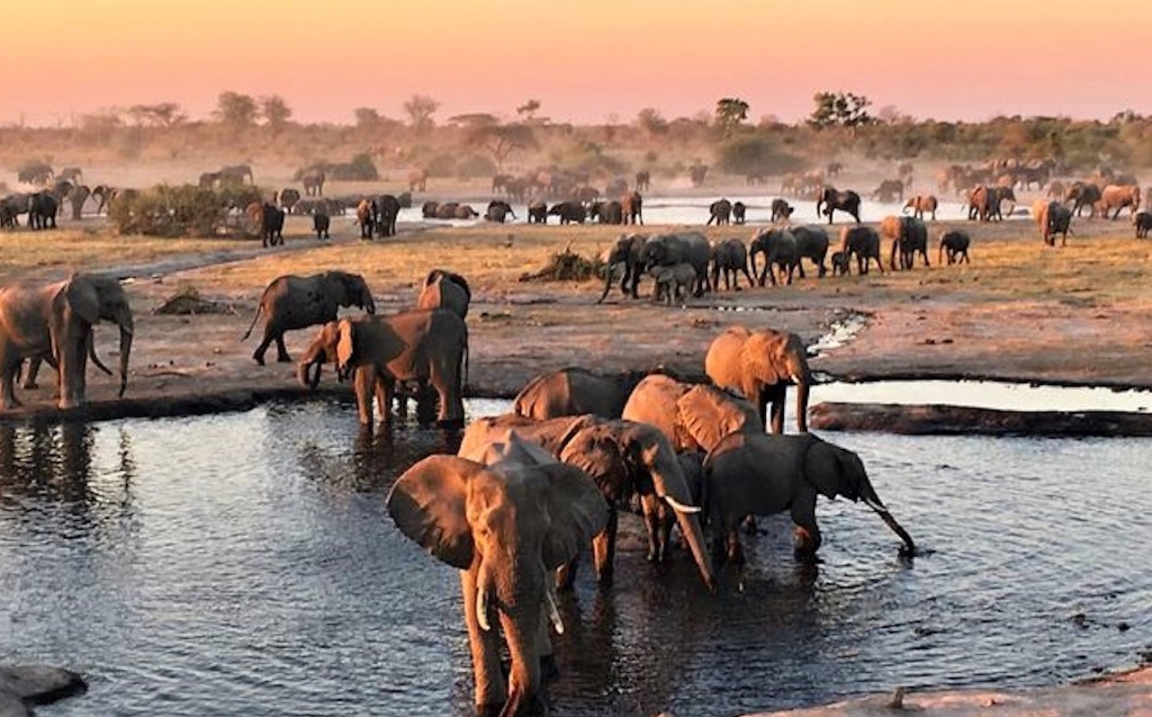 Elephant herd gathered at waterhole