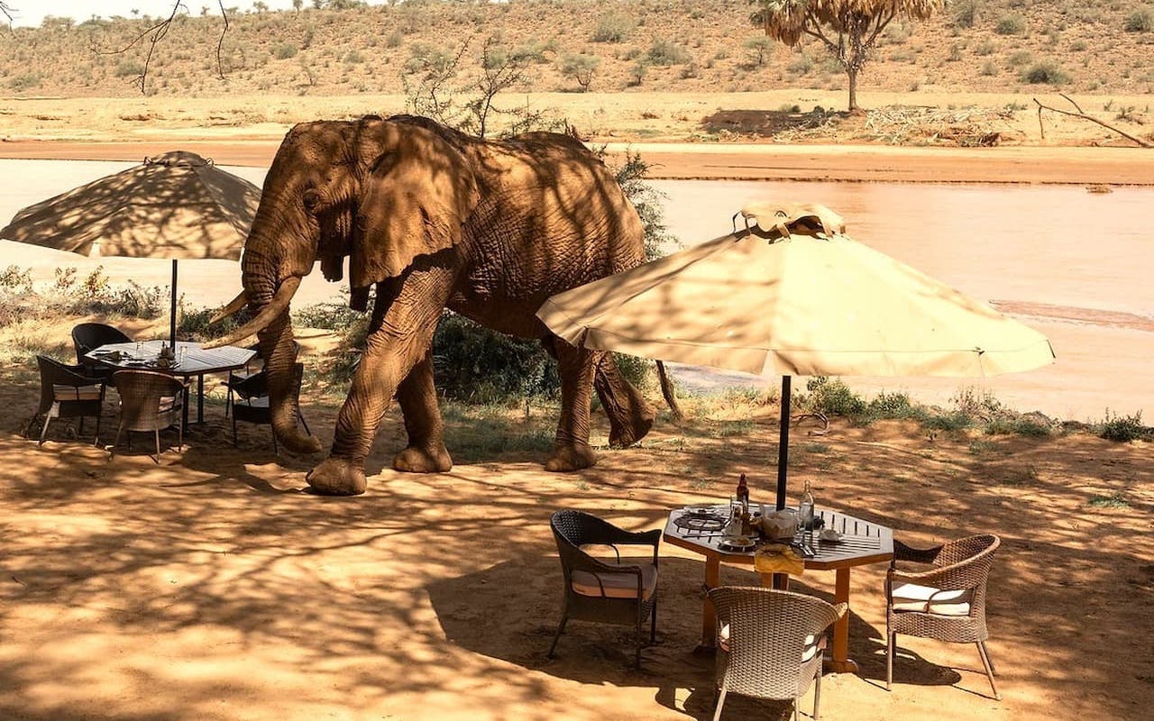 Elephant visiting riverside dining area