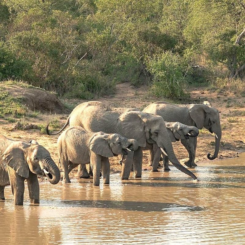 Elephant herd drinking, Pafuri